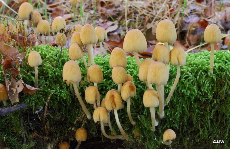 Coprinus micaceus